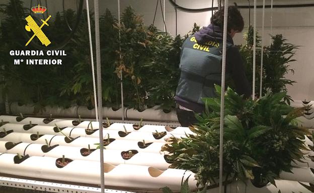 La Guardia Civil aprehende 625 plantas de cannabis y 445 gramos de cogollos secos en una adosado del alfoz de Burgos