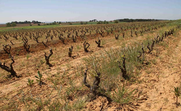 Sotillo de la Ribera vivirá su II Feria del Vino el 9 de Junio