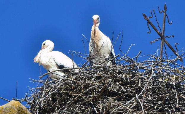 La Junta y la Guardia Civil investigan el envenenamiento de 14 aves en Soria