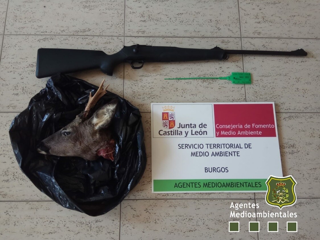 Denunciado un cazador en Humada por abatir a un corzo y no precintarlo