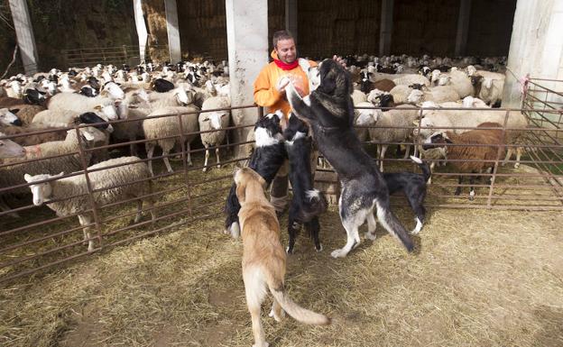 Mastines y pastoreo tradicional, la fórmula para proteger el ganado de los lobos