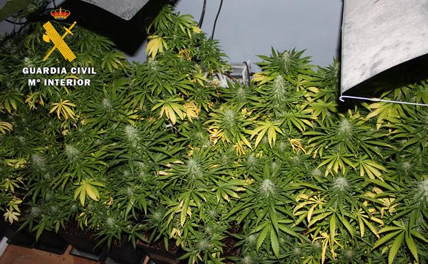 Desmantelan en La Ribera un laboratorio con 192 plantas de marihuana