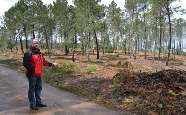 El efecto de un gusano en pinos extremeños hipoteca la obra de una residencia salmantina