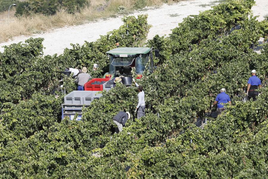 Asaja alerta de subidas «alarmantes» de hasta el 40% en los seguros del cereal y el viñedo