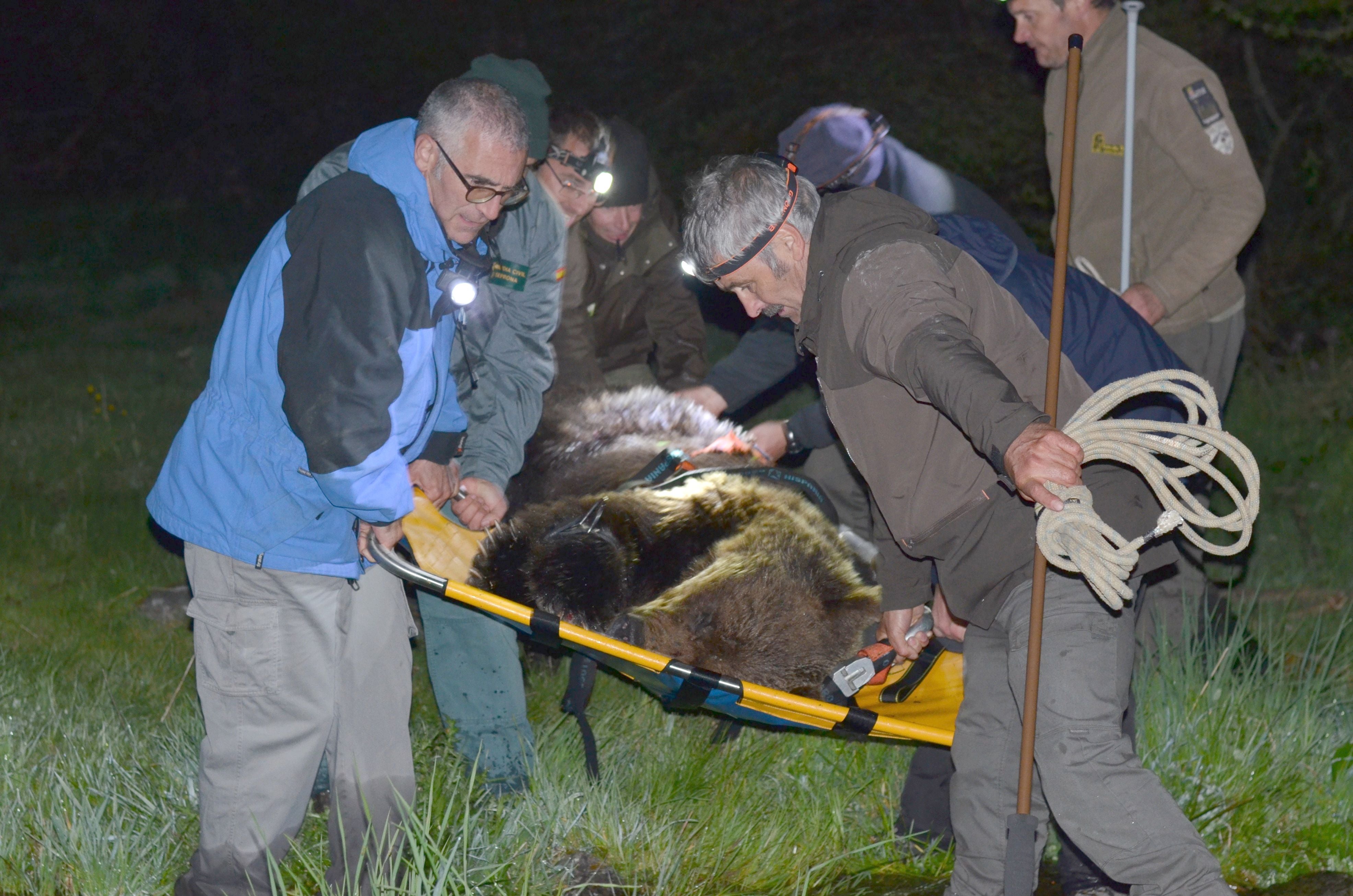 Hallan un oso pardo en la localidad berciana de Palacios del Sil