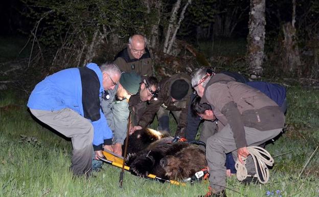 Rescatan a un oso herido en El Bierzo y lo trasladan al Centro de Recuperación de Cantabria