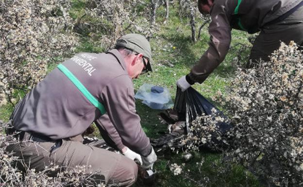 Un vecino de Huerta de Arriba halla un buitre negro muerto, especie amenazada