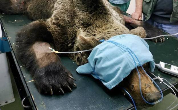 Fallece el oso pardo localizado en Palacios del Sil tras no superar las graves heridas que le habían dejado parapléjico