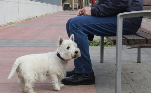 La lucha de 'Cachas': el juicio por la custodia de un perro en España