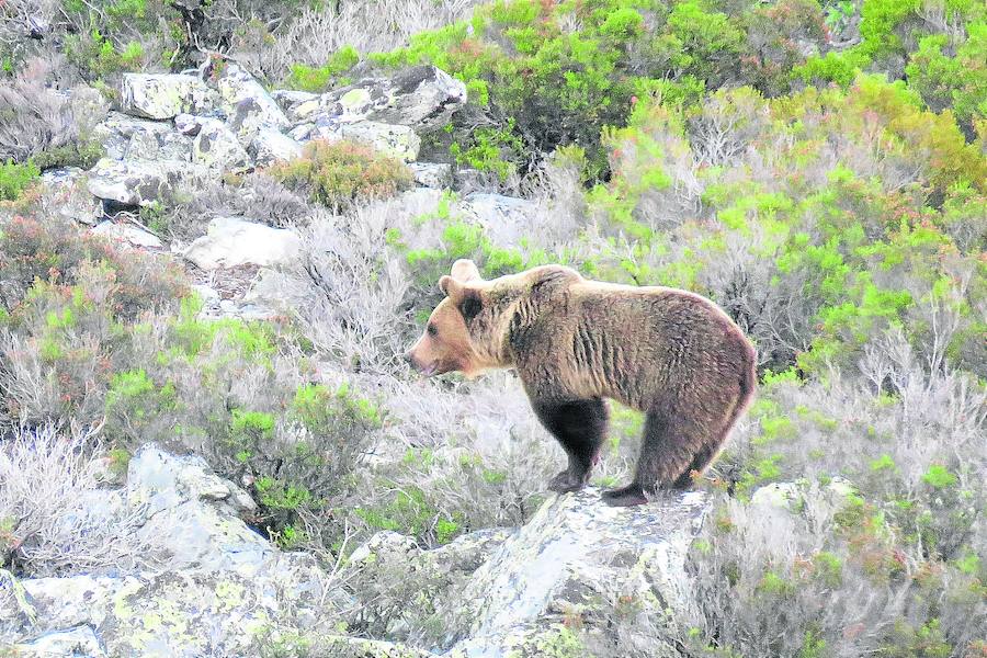 La Montaña Palentina duplica su población de osos en dos décadas