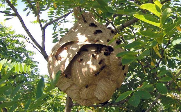 La Junta autoriza la instalación de trampas contra la invasión de la avispa asiática