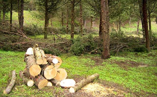 El mantenimiento de zonas públicas y la mejora ambiental de Burgos darán empleo a 33 personas