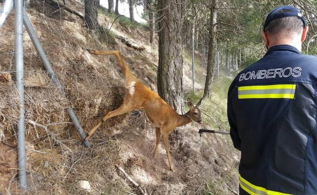 Rescatada una corza herida en Cardeñadijo