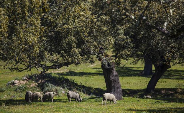 En busca de una cura para la dehesa que salve al jamón ibérico