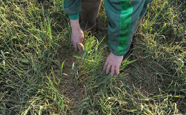 UCCL exige medidas concretas y urgentes, ante las pérdidas ocasionadas por la sequía