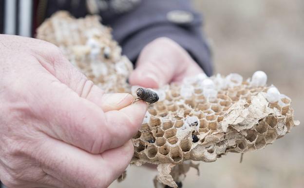 La avispa asiática sigue centrada en Burgos, pero su presencia de intensifica en El Bierzo