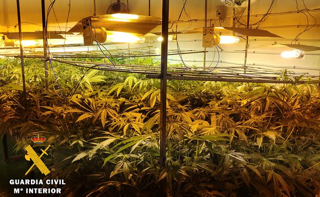 Dos detenidos en el desmantelamiento de un laboratorio 'indoor' con 120 plantas de marihuana del Alfoz de Burgos