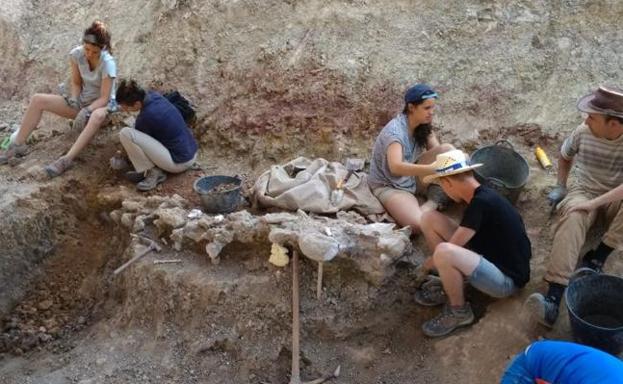 La tercera campaña de excavaciones en Torrelara comienza con el objetivo de avanzar en una identificación más precisa del animal