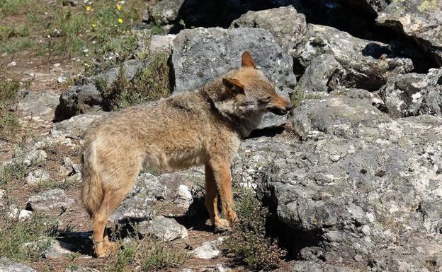 Grupos ecologistas denuncian el atropello de 22 ejemplares de lobo ibérico en la A-1 en el tramo entre Madrid y Segovia