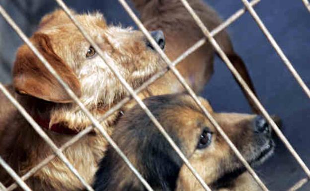 Más de 138.000 perros y gatos fueron abandonados en España en 2018