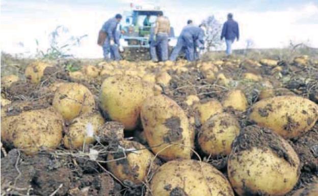 Los productores de patata confían en llegar a las 850.000 toneladas