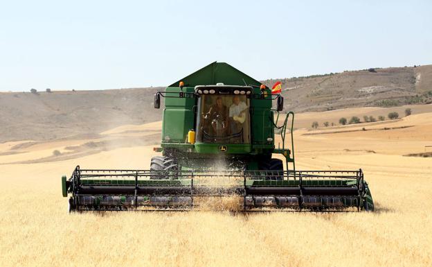 La sequía reduce la cosecha del cereal a 4,8 millones de toneladas, un 17% menos de media de los últimos años