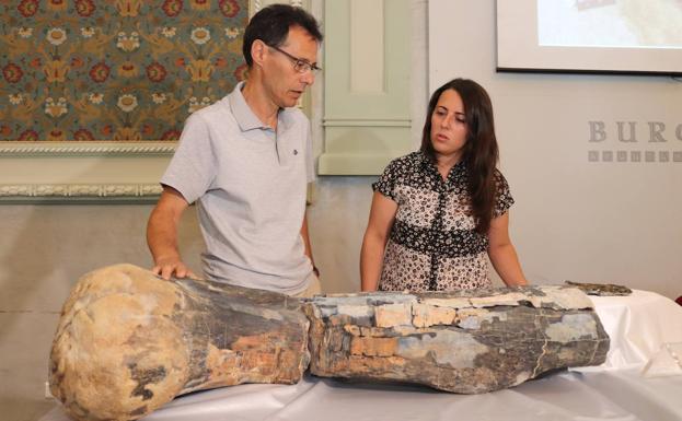 La tercera campaña de excavación de Torrelara revela la existencia de varios grupos de dinosaurios