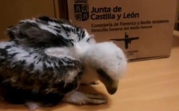 Agentes medioambientales rescatan a una cría de águila herida en Sotillo de la Ribera