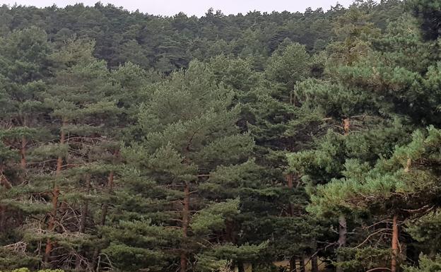 Pinares, la comarca burgalesa que tiene el secreto para prevenir los incendios forestales