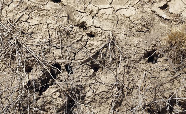 La Junta de Castilla y León previene en Burgos del aumento de población del topillo campesino