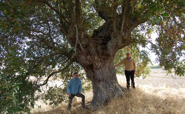 La Diputación elaborará un modelo de ordenanza municipal para la protección de los árboles singulares de Burgos