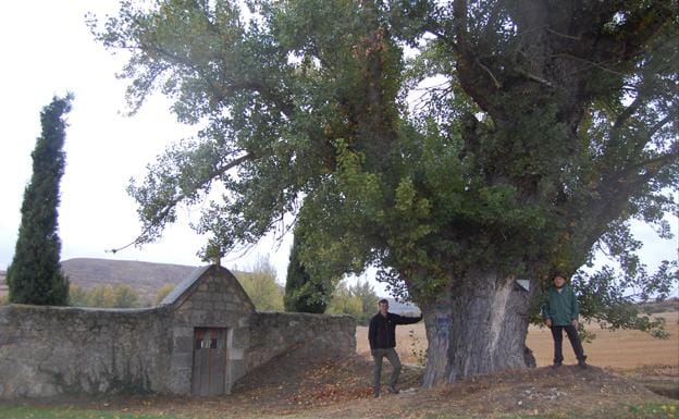 La exposición '111 árboles singulares de Burgos' continúa su viaje por la provincia