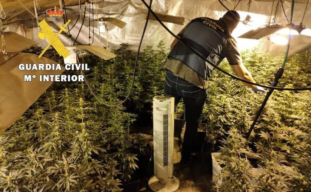 Desmantelado un laboratorio 'indoor' con 417 plantas de marihuana en el Alfoz de Burgos