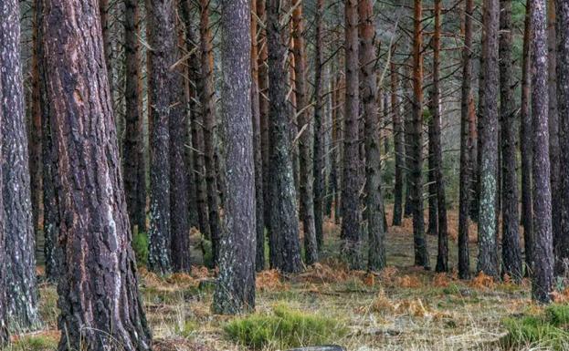 Los montes de Canicosa y Palacios servirán de terapia contra el estrés gracias a los baños de bosque