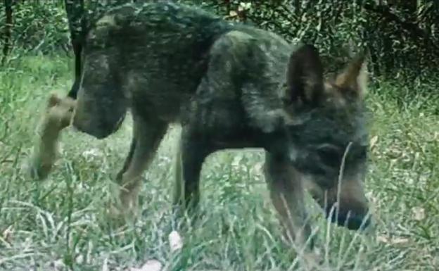 Piden a la Junta la liberación «urgente» de un ejemplar de lobezno capturado en Burgos