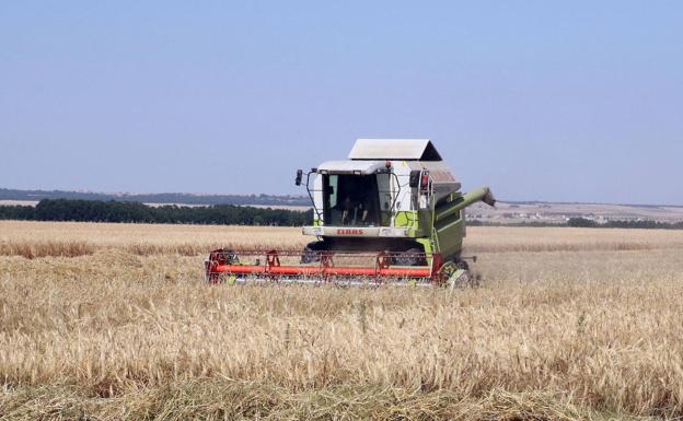 La sequía y las altas temperaturas provocan una reducción del 25% de la cosecha de cereal