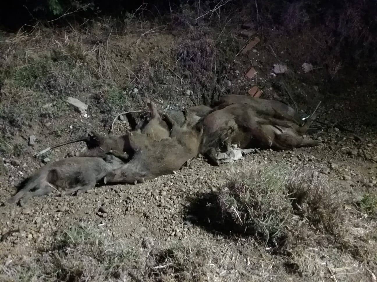 Sale ilesa tras arrollar a nueve jabalíes en la provincia de Palencia