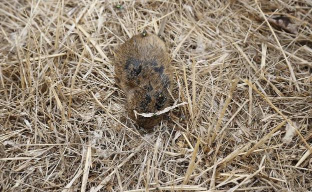 Agricultura actúa en 2.000 kilómetros de reservorios contra los topillos