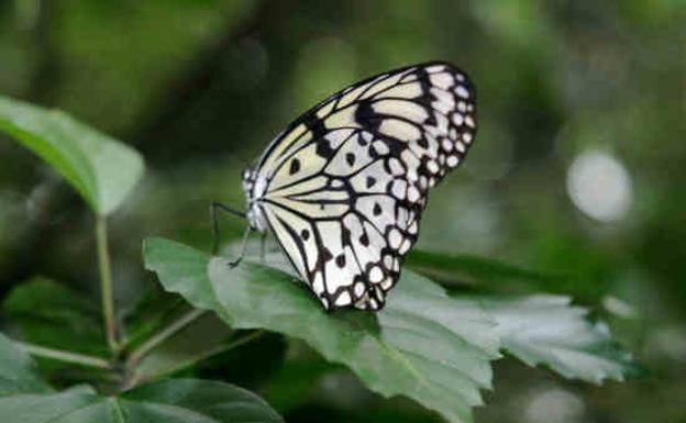 Las alas de mariposa albergan un revolucionario método antifalsificación