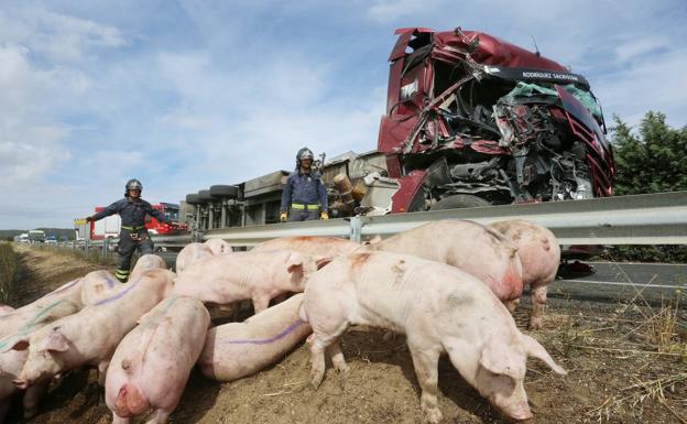 El dueño del camión con 210 cerdos accidentado en Palencia: «Dentro de lo malo nos tenemos que dar con un canto en los dientes»