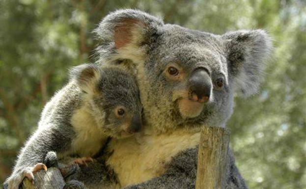 Heces de koala para salvar su hábitat