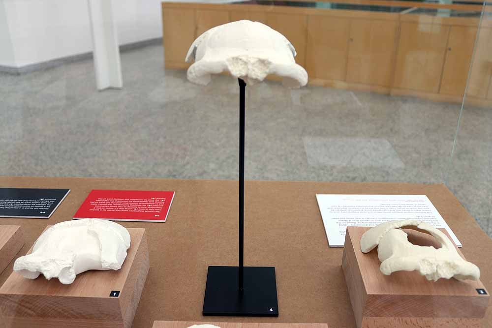 Imágenes del cráneo de Kocabas