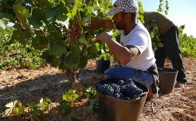 Las lluvias caídas en la Ribera garantizan agua al viñedo hasta la vendimia