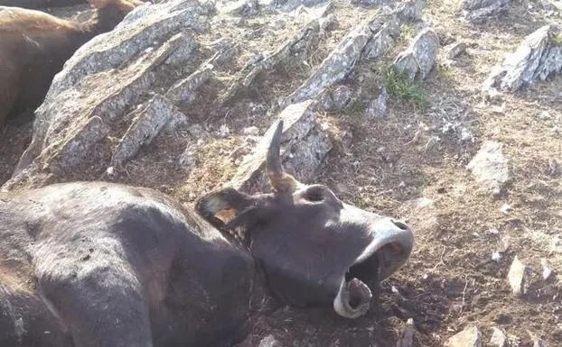 Un rayo mata a más de una veintena de vacas en el puerto de Geras de Gordón (León)