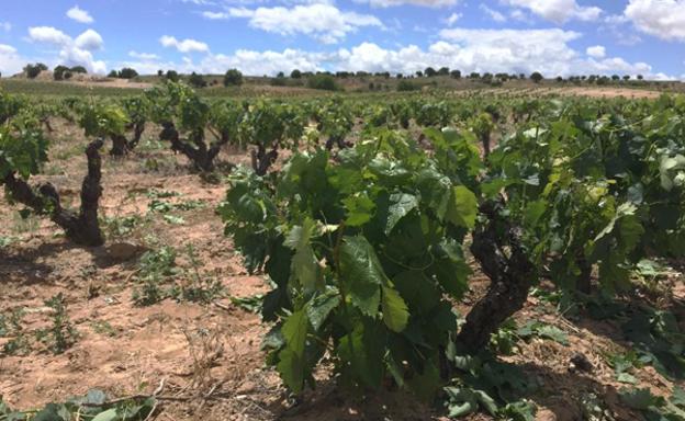 La DO Arlanza confía en recuperar la producción habitual tras las lluvias estivales