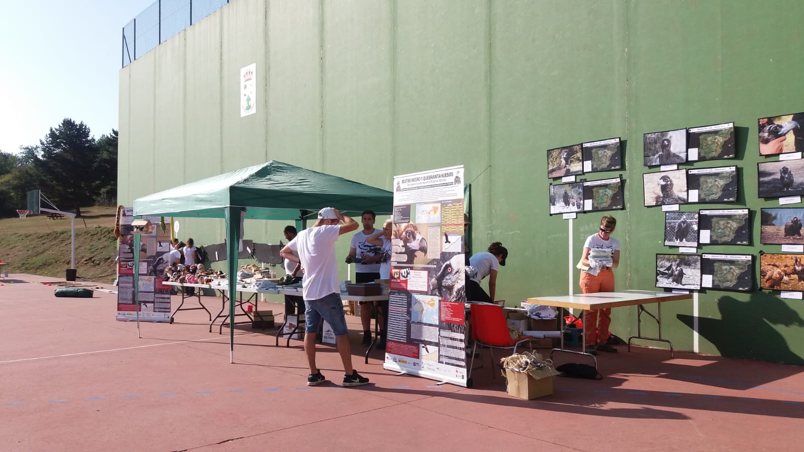 GREFA coloca GPS a 12 buitres negros en Huerta de Arriba para su posterior liberación