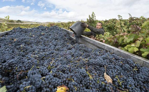 La Consejería estima una recogida de uva en Burgos de 90 millones de kilos, 5 millones menos que en 2018