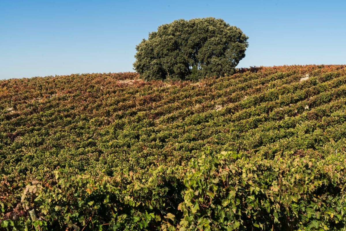 El vino único con identificación digital