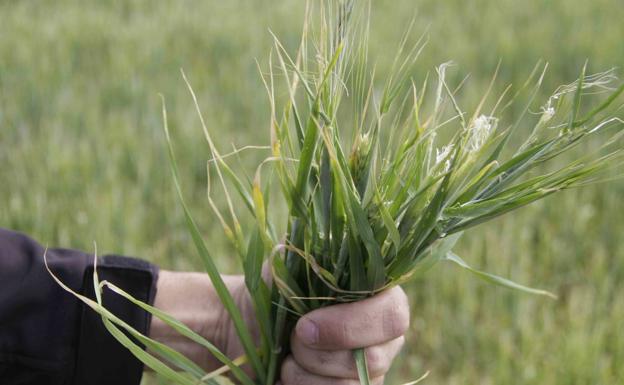 Agroseguro ya ha abonado 5,68 millones de las indemnizaciones en cereales de invierno y leguminosas en la provincia de Burgos