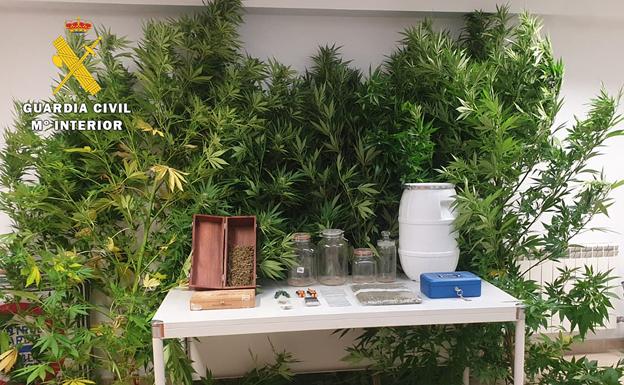 Detenida una persona en su chalé del Alfoz de Burgos con cuatro plantas de marihuana que superaban los 18 kilogramos